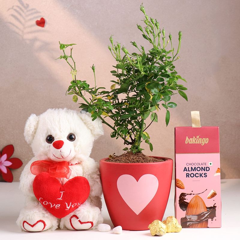 Rose Plant N Cuddly Hamper