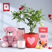 Rose Plant N Love Treasures Hamper