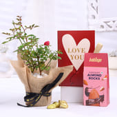 Rose Plant With Choco Almonds N Love You Card