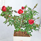 Rosey love Plant Valentine's Day Gift