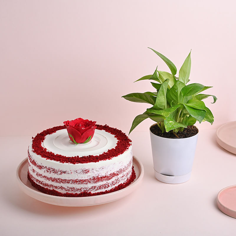 Rosy Red Velvet Cake With Money Plant