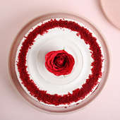 Rosy Red Velvet Cake With Money Plant