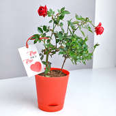 Rosy Wishes Plant