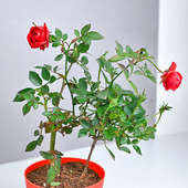 Rosy Wishes Plant