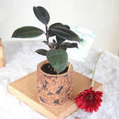 Rubber Cork Vase Plant: Air Purifying