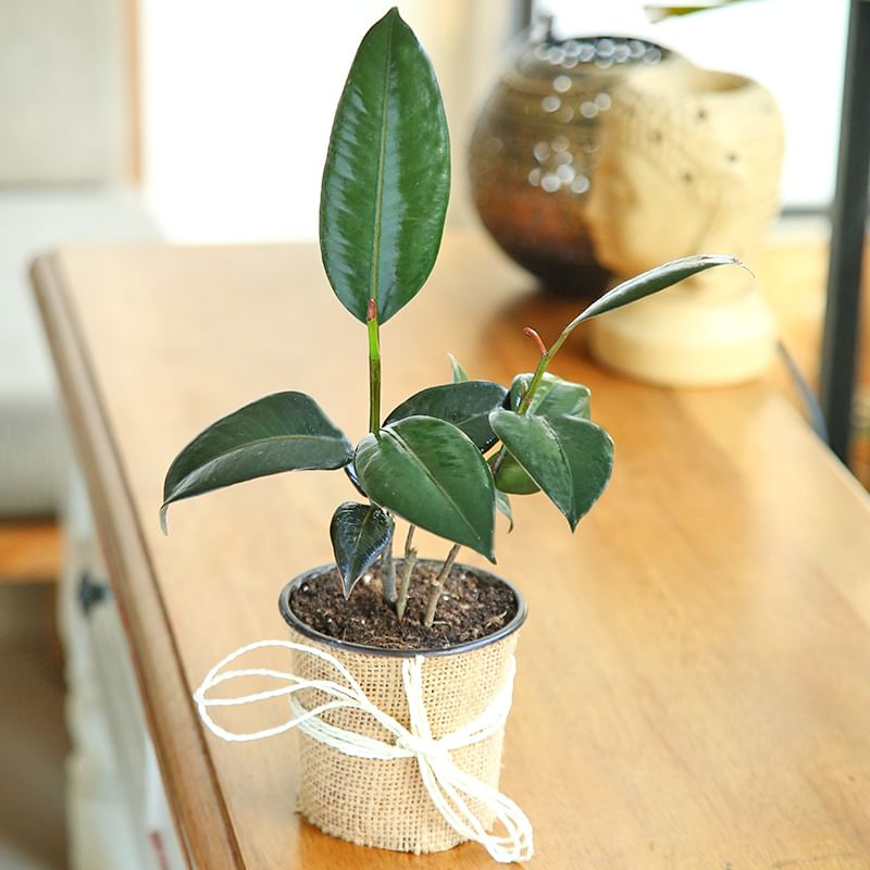 Rubber Plant