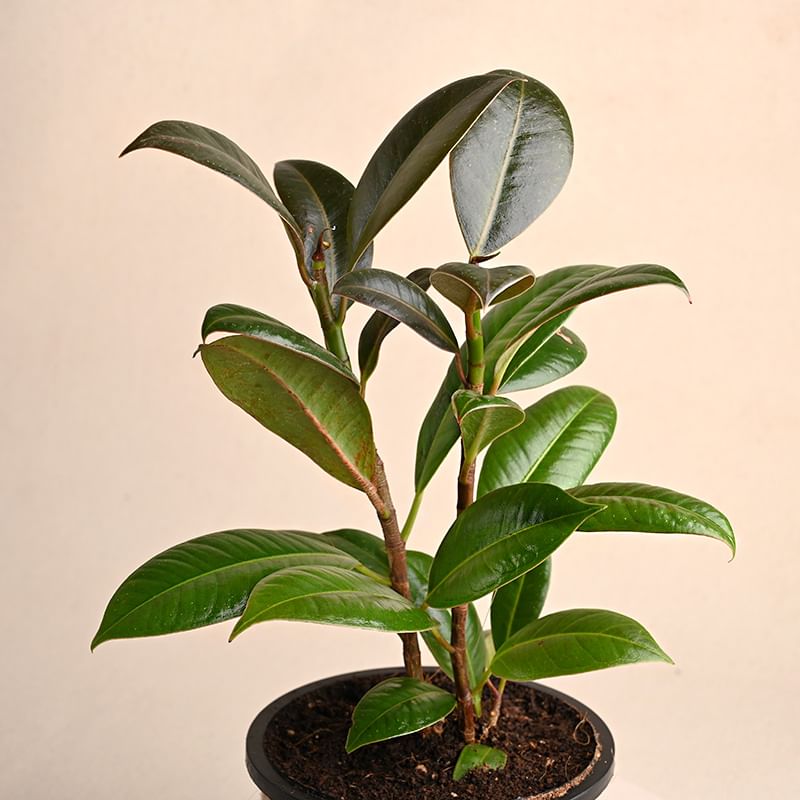 Buy Foliage Plant