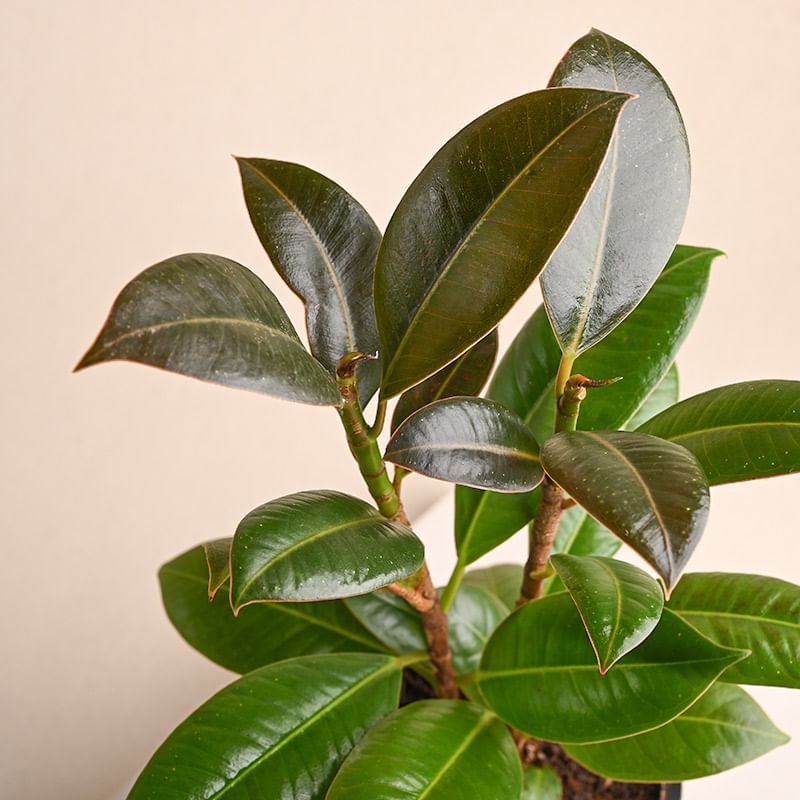 Shop Foliage Plant