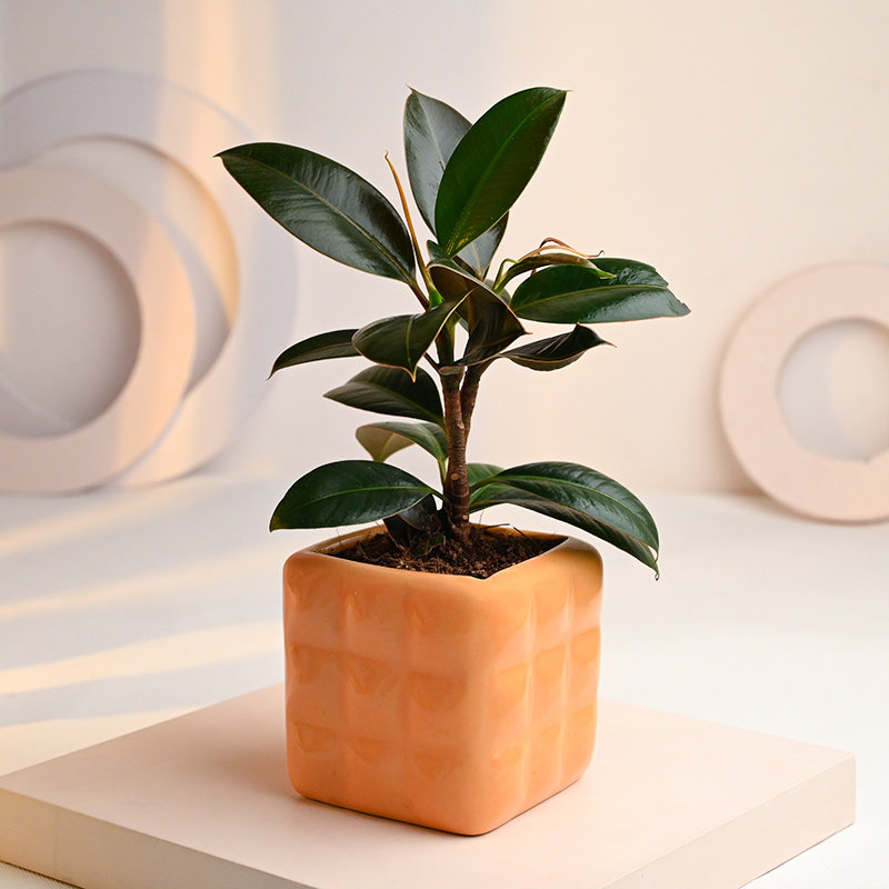 Rubber Plant in Dice Cube Pot Online 