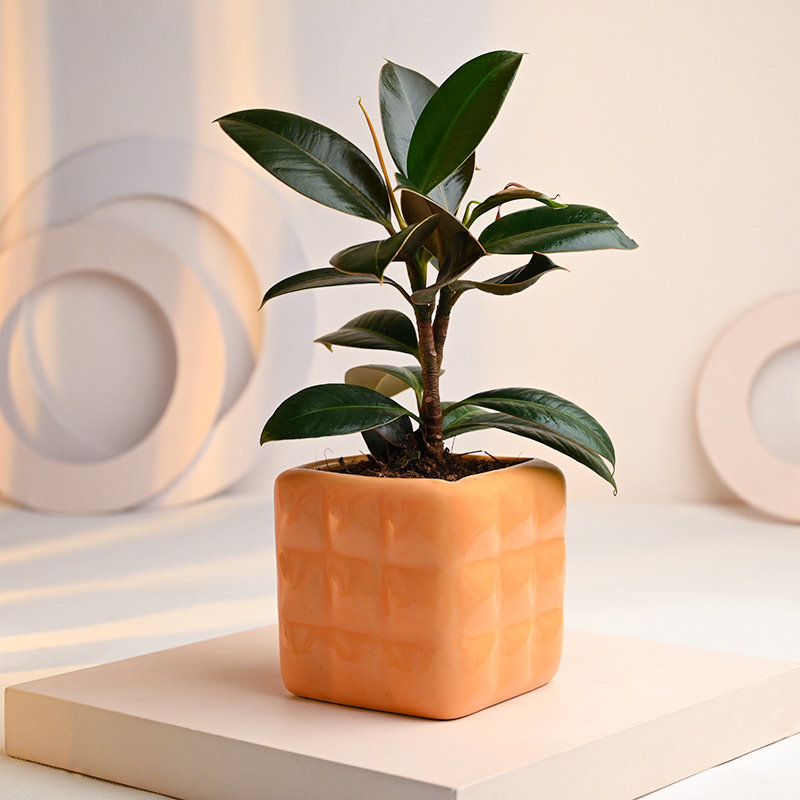 Buy Rubber Plant in Dice Cube Pot Online 
