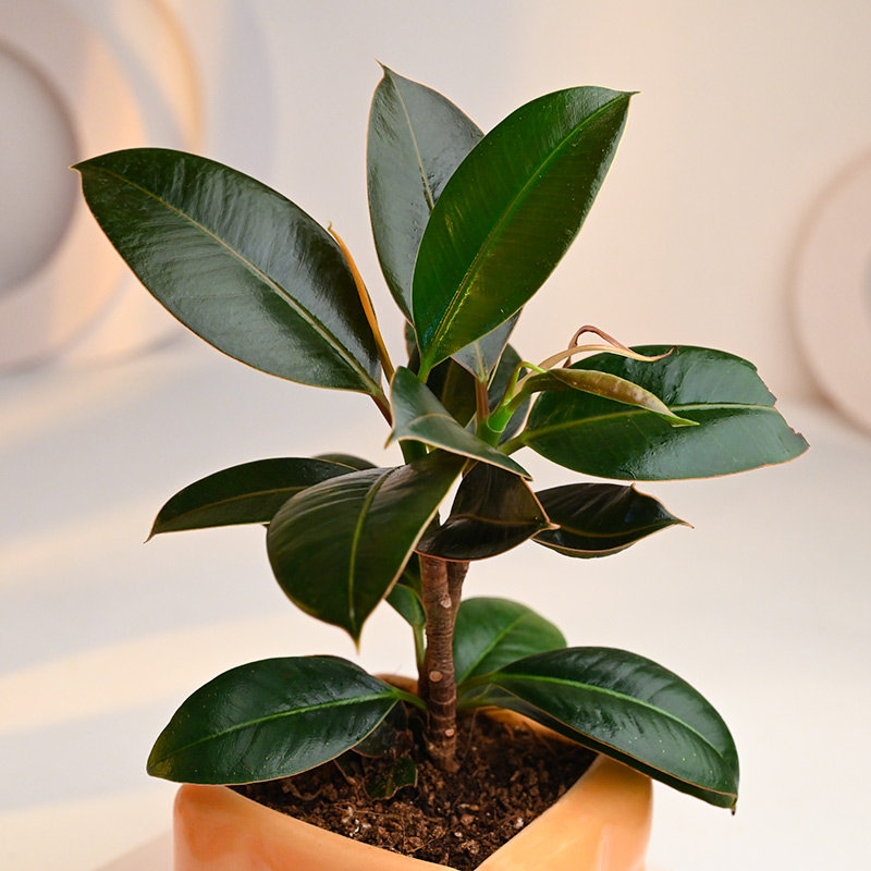 Order Rubber Plant in Dice Cube Pot Online 