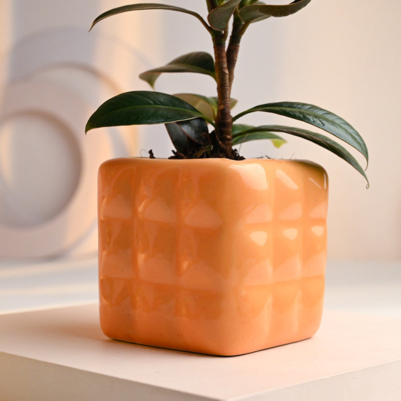 Send Rubber Plant in Dice Cube Pot Online 