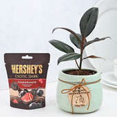 Rubber Plant With Fruity Choco