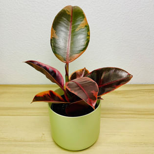 Ruby Pink Ficus Elastica In Green Pot