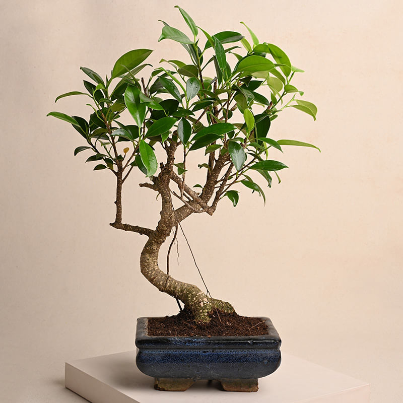 Buy S Shape Ficus Bonsai Plant Online 