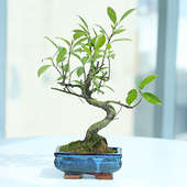 S Shape Ficus Bonsai - Outdoor Bonsai Plant in Blue Bonsai Vase