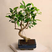 Order S Shape Ficus Bonsai Plant Online 