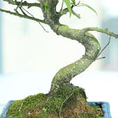 S Shape Ficus Bonsai