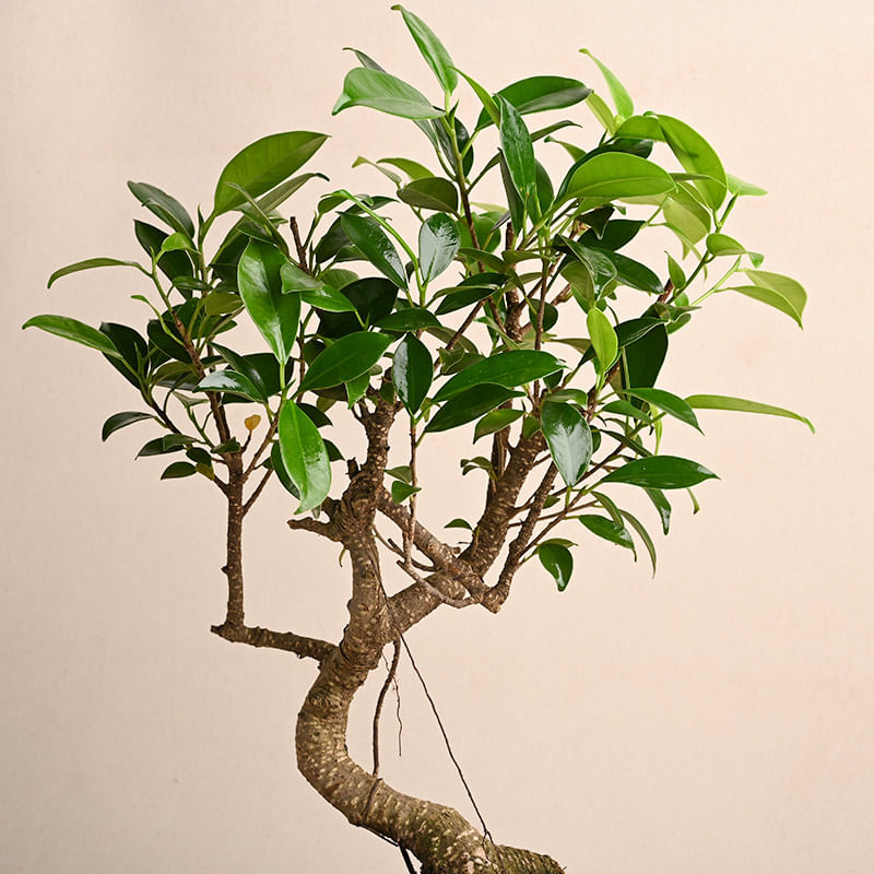 Send S Shape Ficus Bonsai Plant Online 