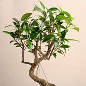 Send S Shape Ficus Bonsai Plant Online 
