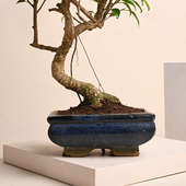S Shape Ficus Bonsai Plant Online 