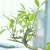 S Shape Ficus Bonsai - Bonsai Plant Outdoors