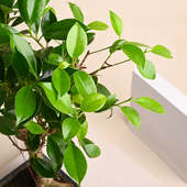 S Shape Ficus Bonsai Plant Online 