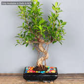 S Shape Ficus Bonsai Plant Online