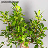 Order S Shape Ficus Bonsai Plant Online