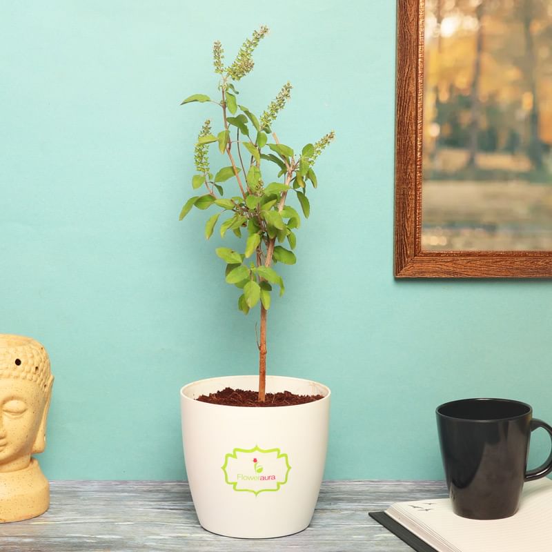 Tulsi Plant in White Vase