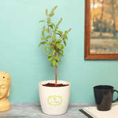 Tulsi Plant in White Vase