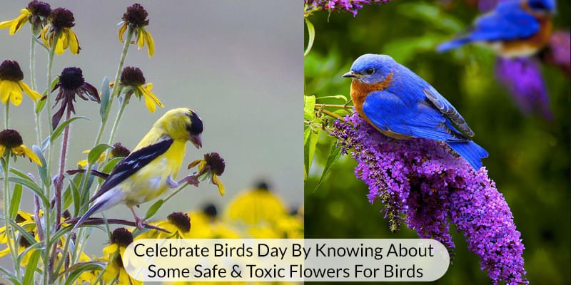 Know About Some Safe and Toxic Flowers for Birds