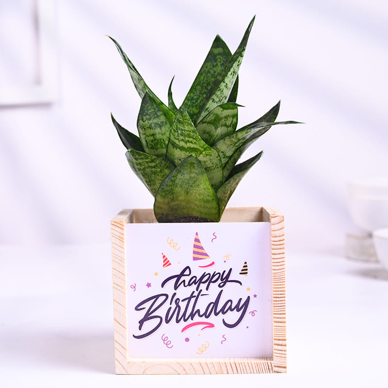 Sansevieria Green In Wooden Birthday Pot
