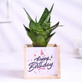 Sansevieria Green In Wooden Birthday Pot