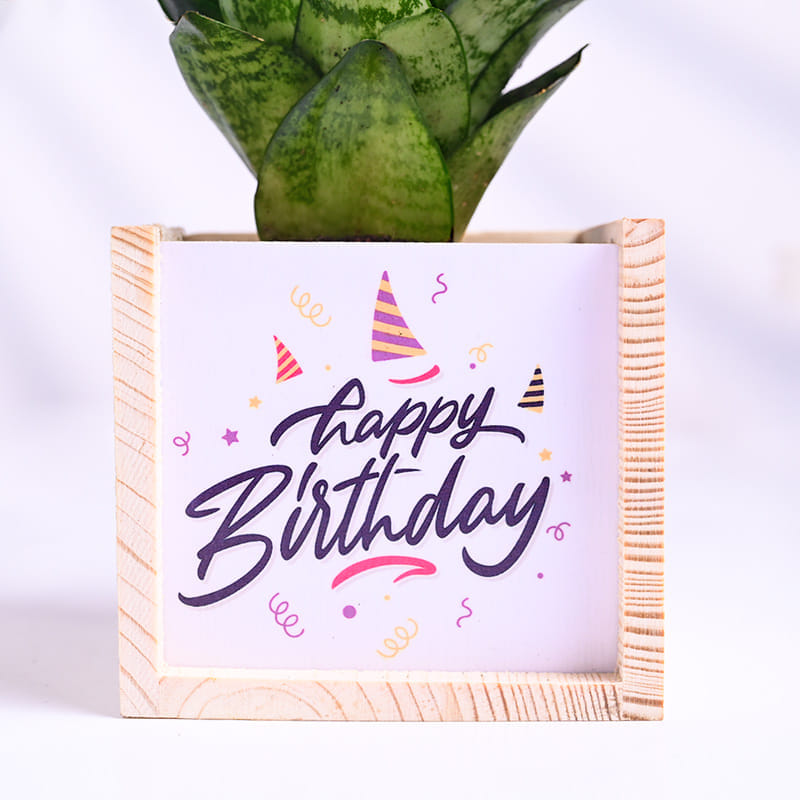 Sansevieria Green In Wooden Birthday Pot