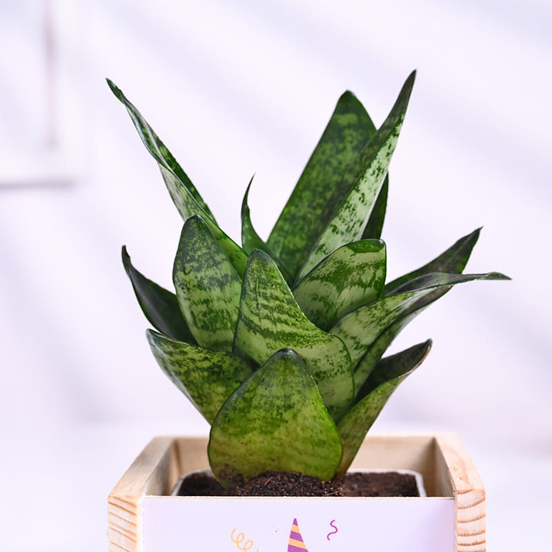 Sansevieria Green In Wooden Birthday Pot