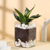 Sansevieria In Glass Vase With Stones