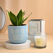 Sansevieria Mint Plant N Scented Candle Combo