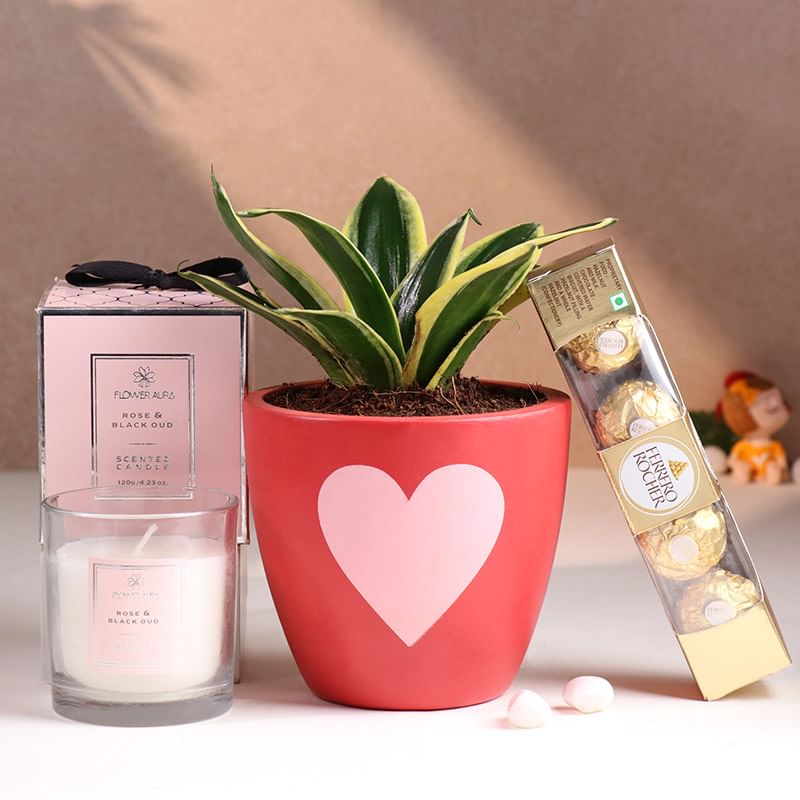 Sansevieria N Love Scents Hamper