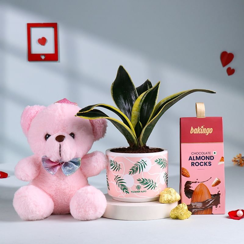Sansevieria N Sweet Cuddles Hamper