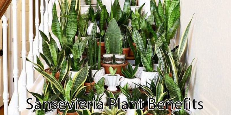 Sansevieria Plant Benefits