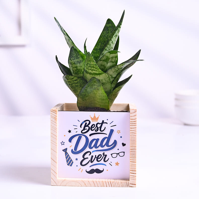 Sansevieria Plant In Best Dad Pot