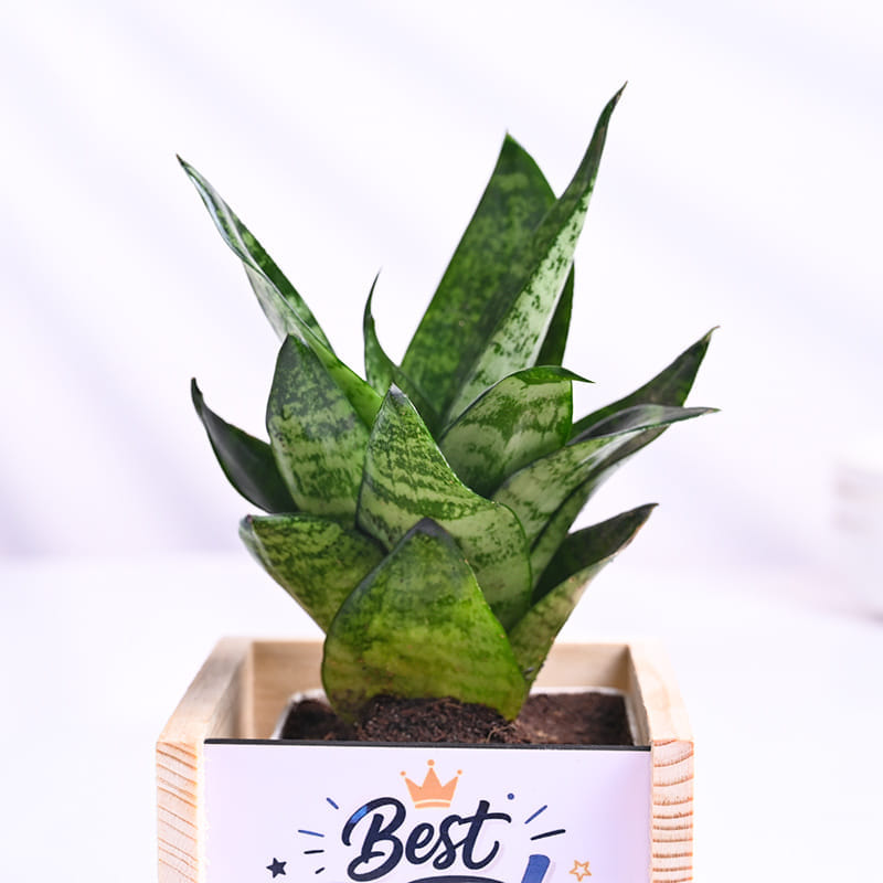 Sansevieria Plant In Best Dad Pot