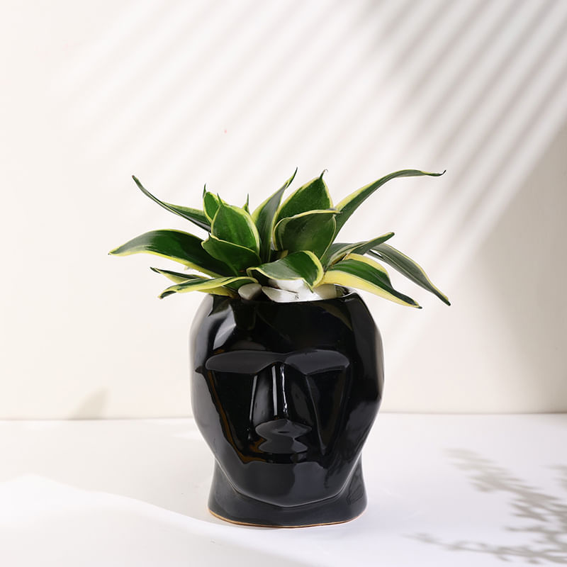 Sansevieria Plant In Black Face Pot