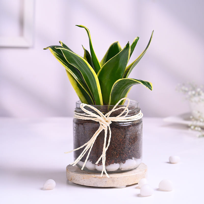 Sansevieria Plant In Glass Jar