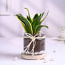 Sansevieria Plant In Glass Jar