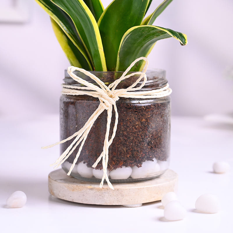 Sansevieria Plant In Glass Jar