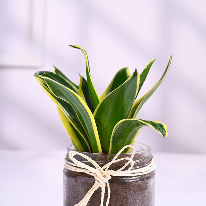 Sansevieria Plant In Glass Jar