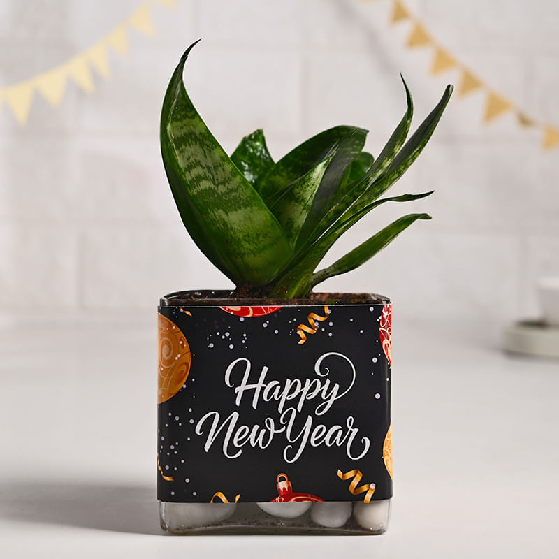 Sansevieria Plant In New Year Glass Pot