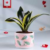 Sansevieria Plant In Terracotta Pot